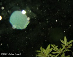 Teal UFO in andrea's gallery photo gallery